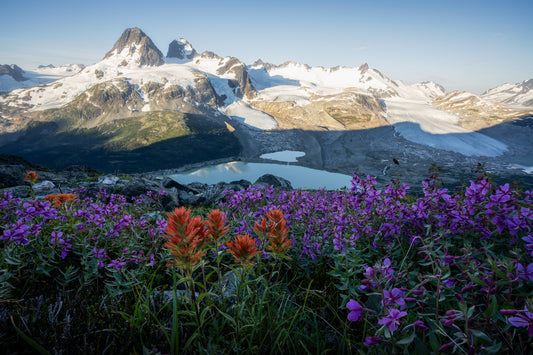 Knee deep in Flowers