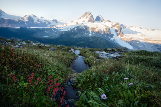 Mountain Meadow