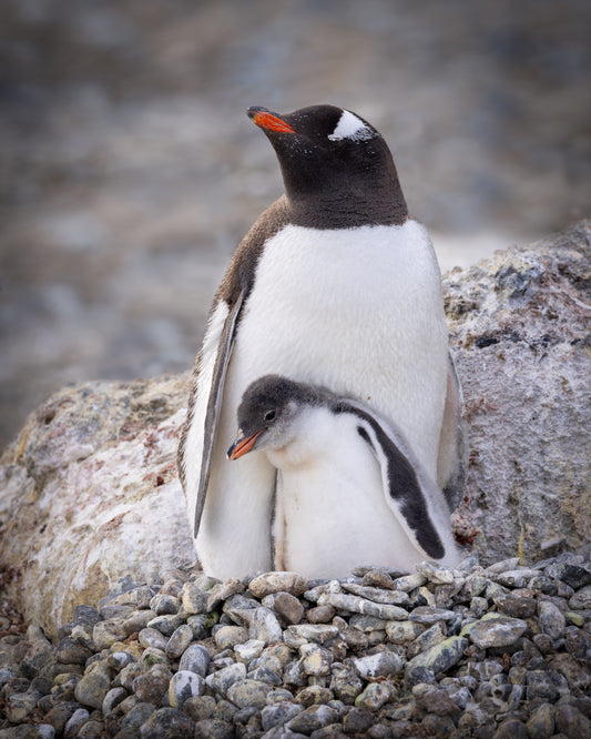 Penguin love