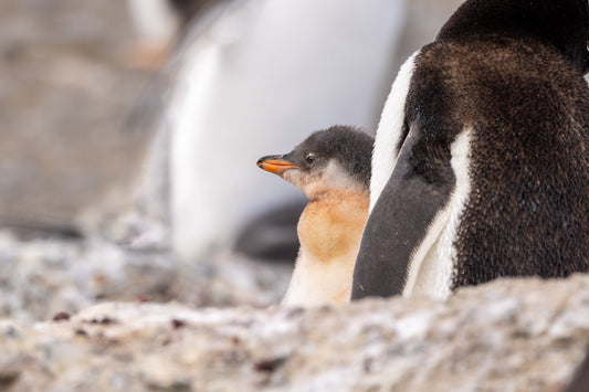 Penguin baby